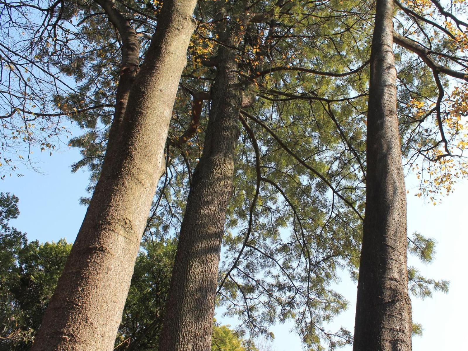 Wild Tree Lodge Benoni Zewnętrze zdjęcie